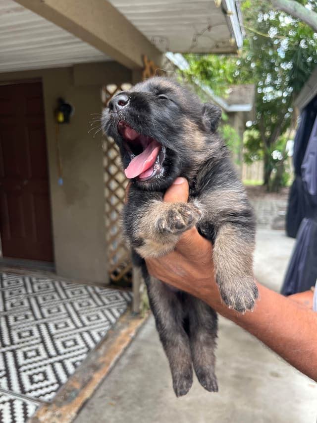 German Shepherd Dog Puppies media 3