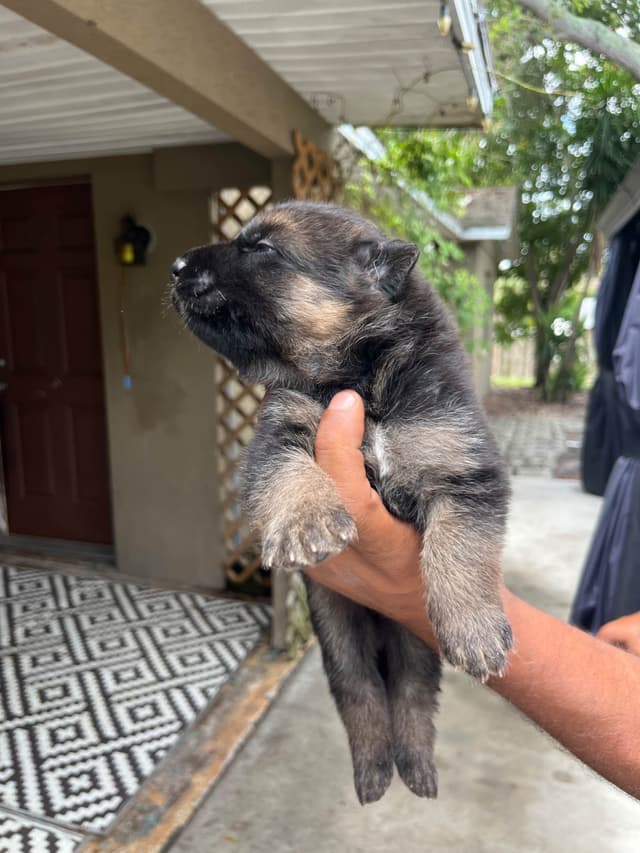 German Shepherd Dog Puppies media 2