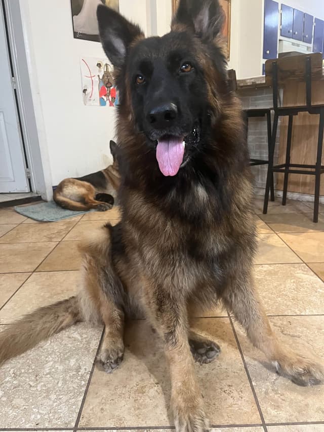 German Shepherd Dog Puppies media 4