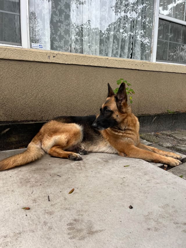 German Shepherd Dog Puppies media 5