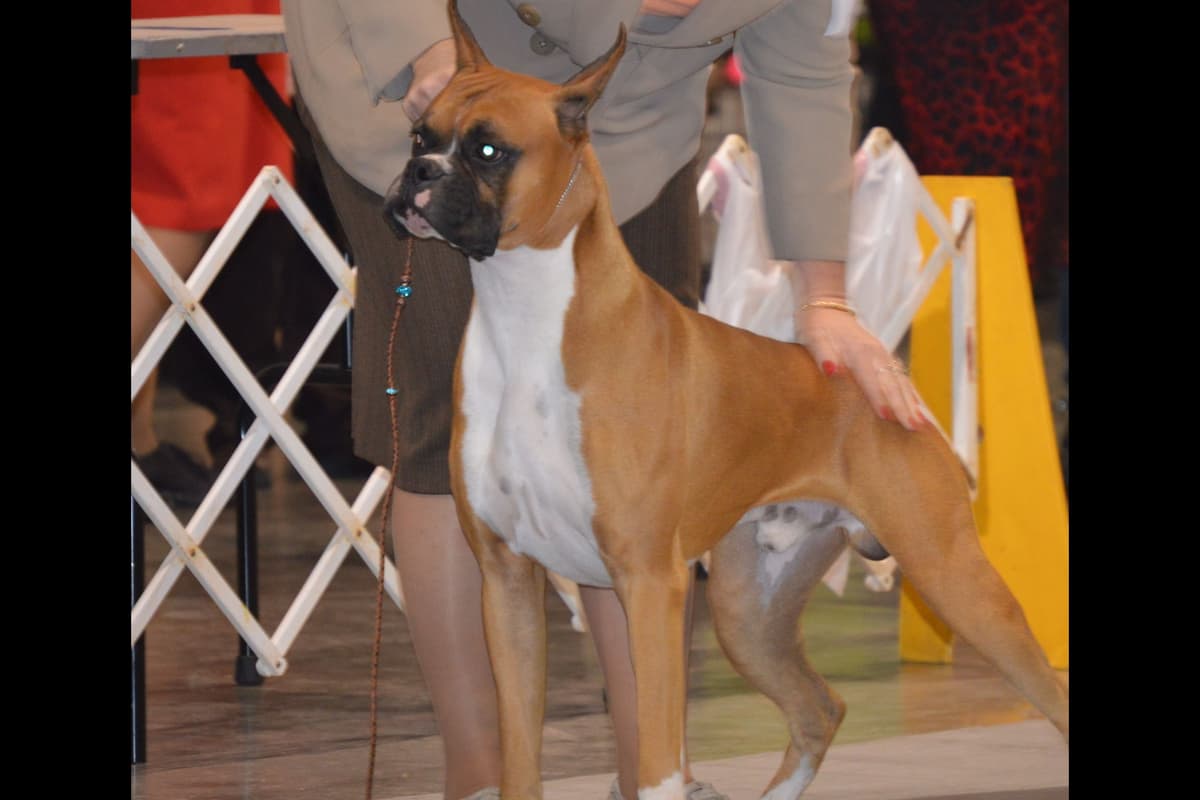 Ozarks best Boxer Puppies breeder image 1