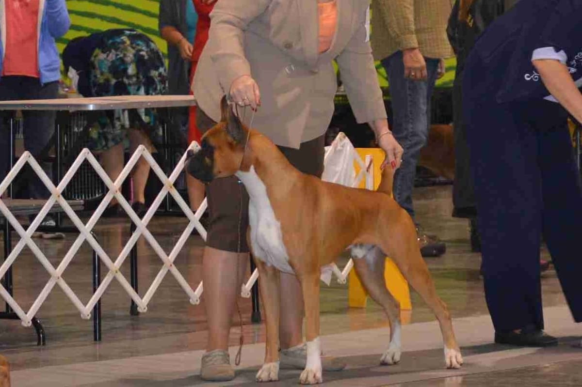 Ozarks best Boxer Puppies breeder image 2
