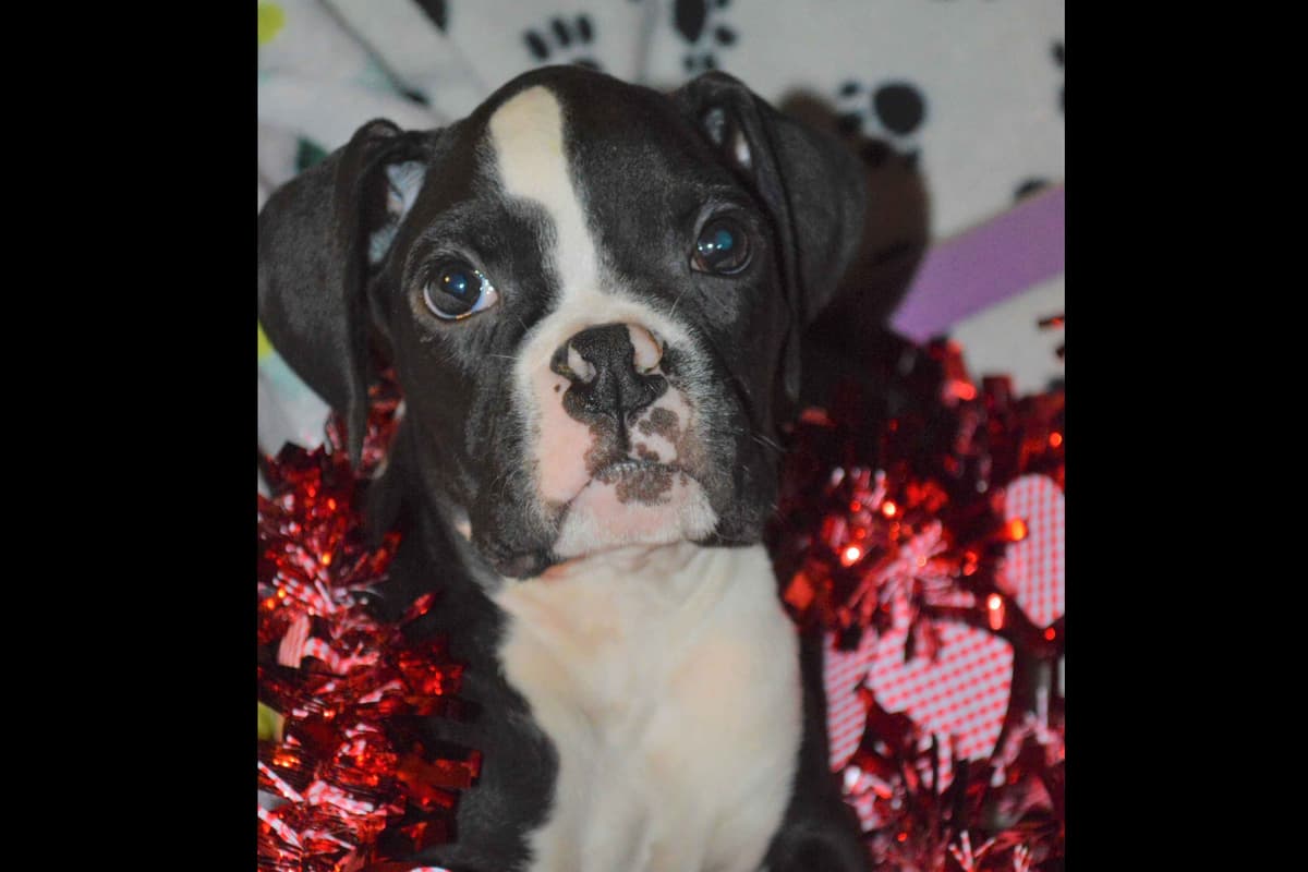 Ozarks best Boxer Puppies breeder image 3