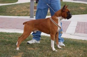 Ozarks best Boxer Puppies media 5