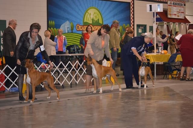 Ozarks best Boxer Puppies media 6