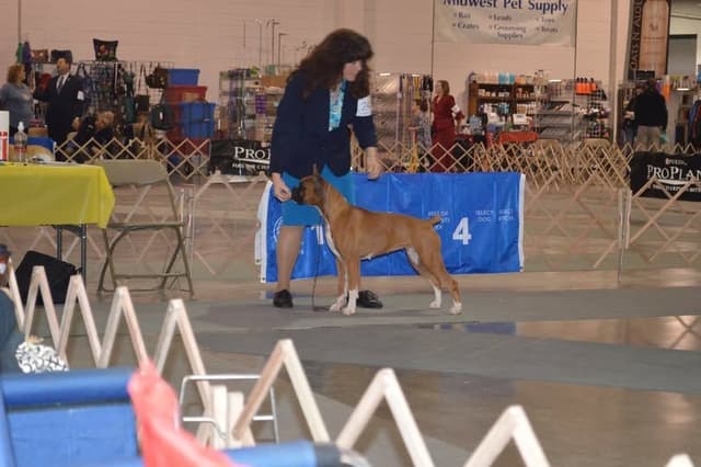 Ozarks best Boxer Puppies media 7