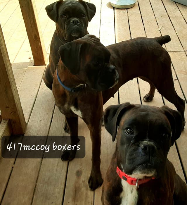Ozarks best Boxer Puppies media 10