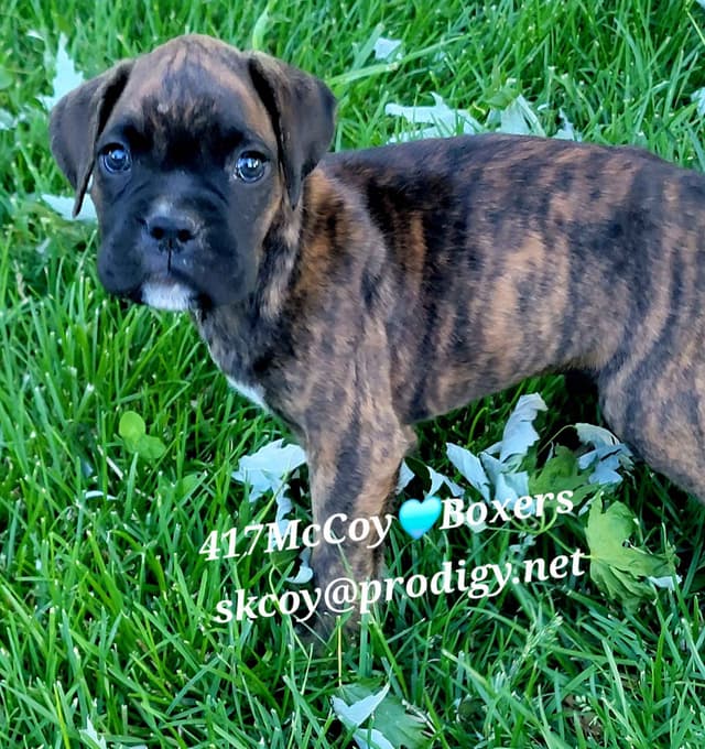 Ozarks best Boxer Puppies media 4