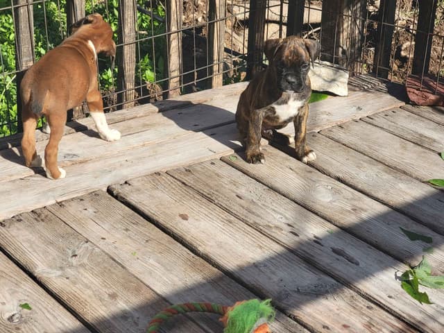 Ozarks best Boxer Puppies media 11