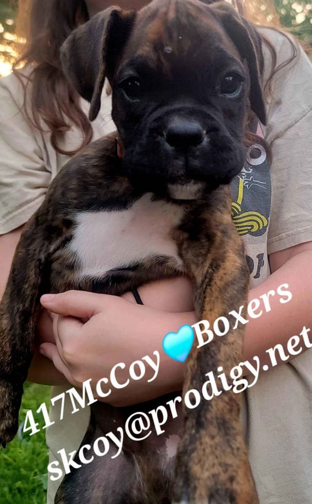 Ozarks best Boxer Puppies media 3