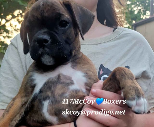 Ozarks best Boxer Puppies media 2