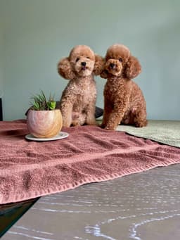 MY POODLE