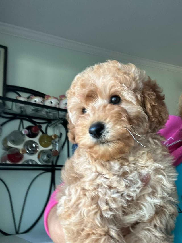 Toy Poodle Puppies media 3