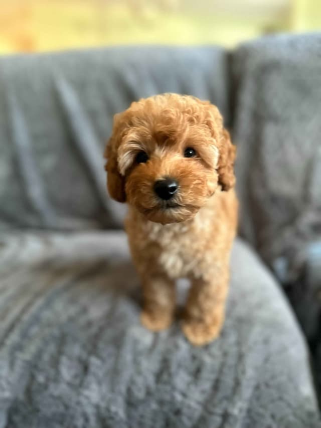 Toy Poodle Puppies media 4