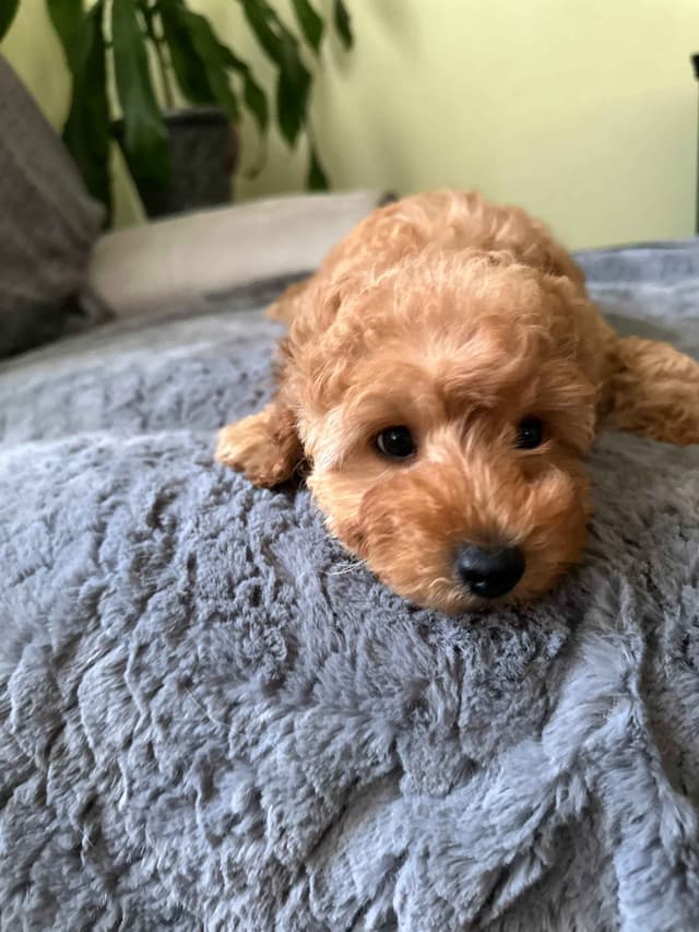 Toy Poodle Puppies media 5