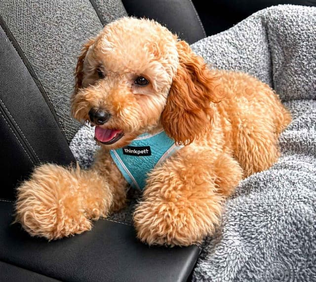 Toy Poodle Puppies media 2