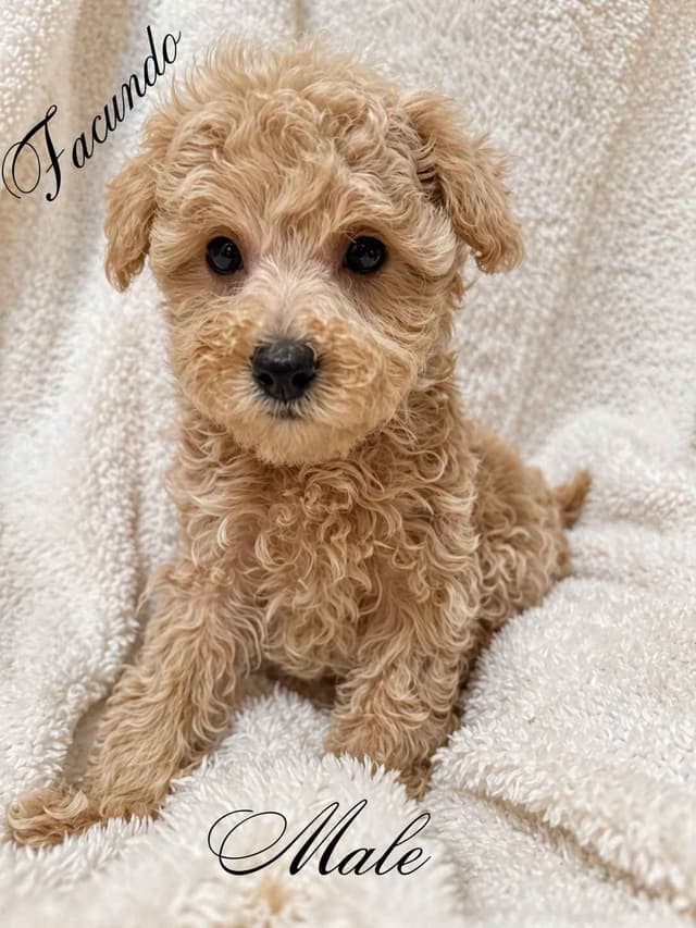 Poodle Puppies media 2
