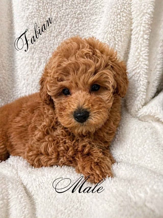 Poodle Puppies media 3