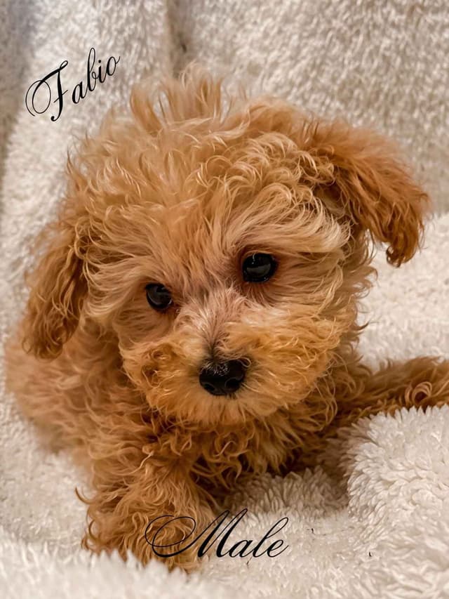 Poodle Puppies media 4
