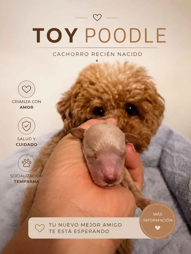 Poodle Puppies media 4