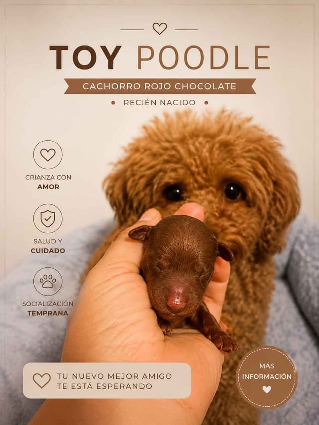 Poodle Puppies media 2