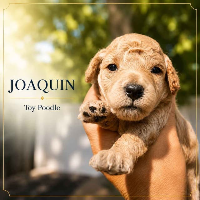 Poodle Puppies media 3