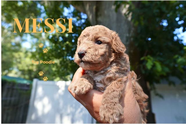 Poodle Puppies media 3