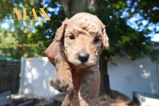 Poodle Puppies media 4
