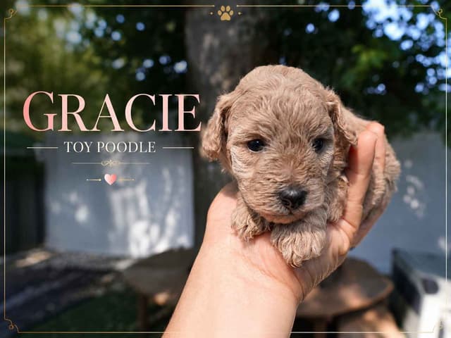 Poodle Puppies media 2