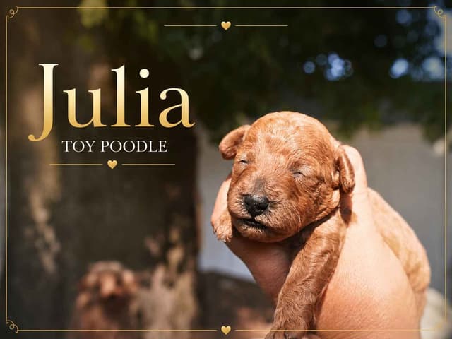 Poodle Puppies media 2