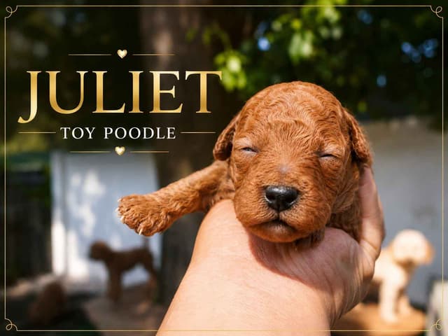 Poodle Puppies media 3
