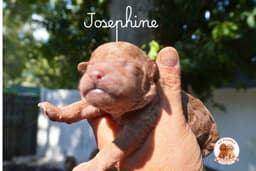 Poodle Puppies thumbnail 2