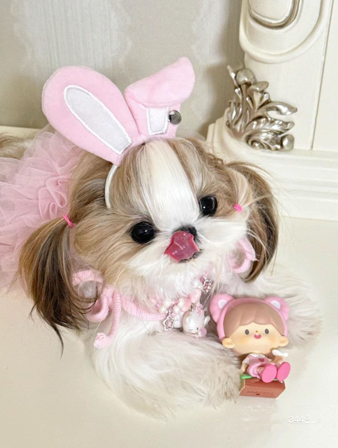 Mini toy Maltese Puppies breeder image 1