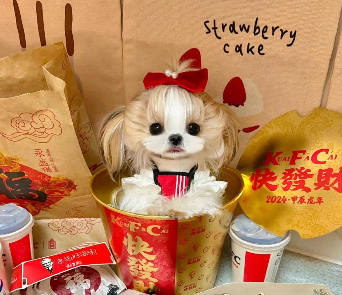 Mini toy Maltese Puppies breeder image 2