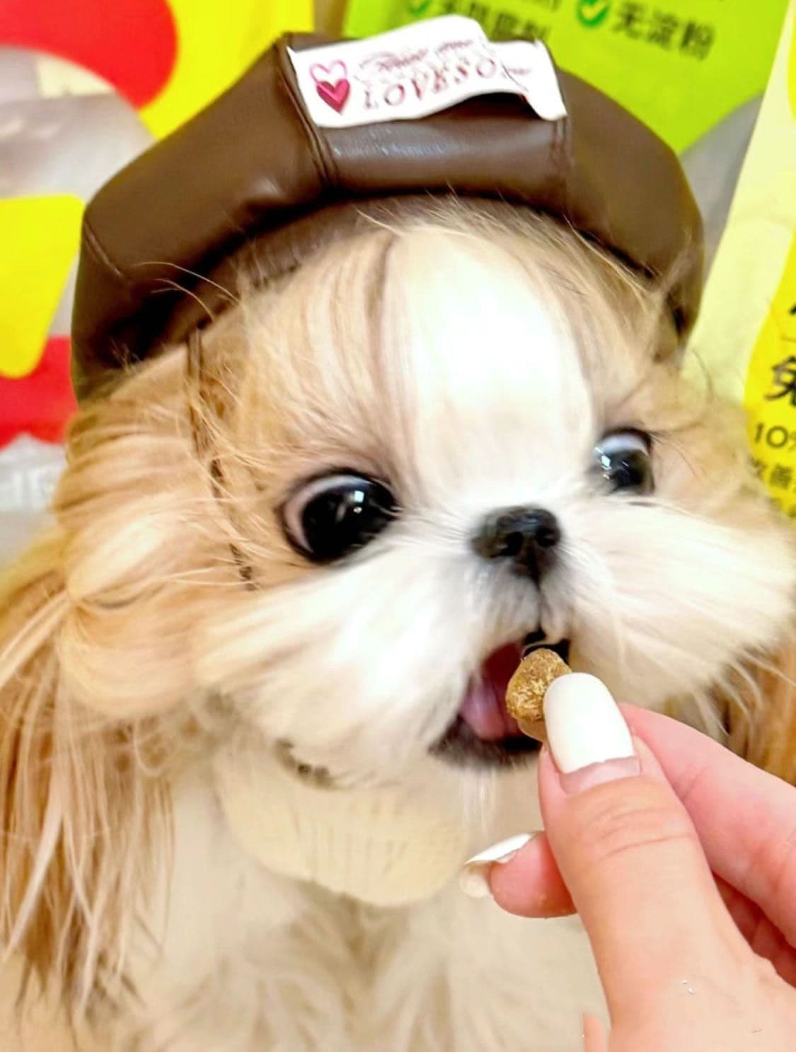 Mini toy Maltese Puppies breeder image 4