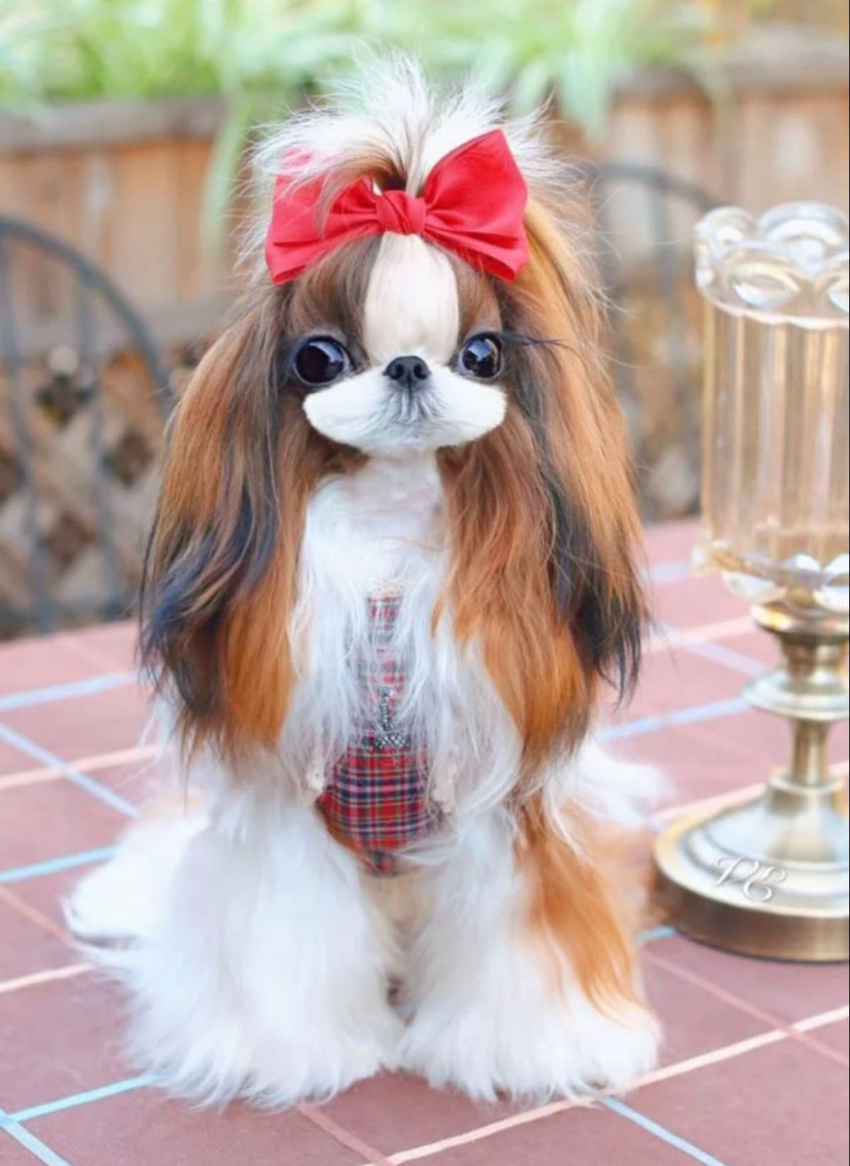 Mini toy Maltese Puppies breeder image 9