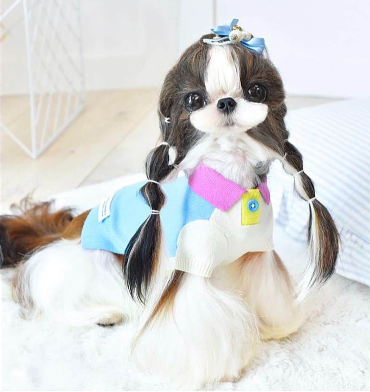 Mini toy Maltese Puppies breeder image 7