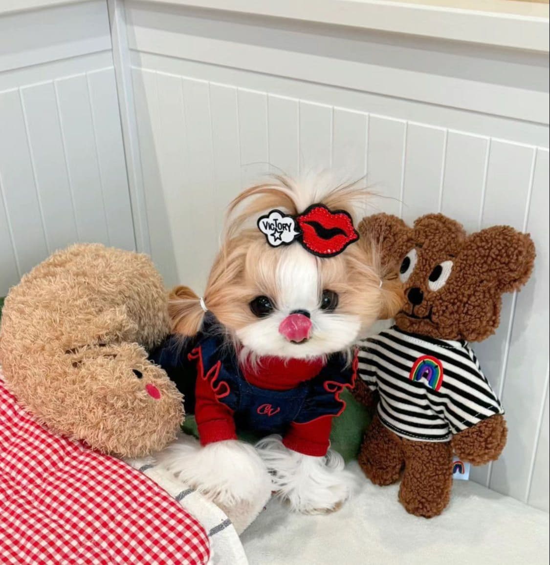 Mini toy Maltese Puppies breeder image 8