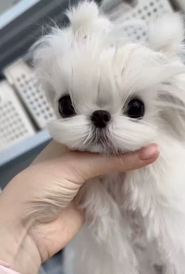 Mini toy Maltese Puppies media 3