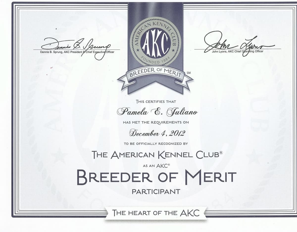 Breeder of Merit - Border Collie Puppies breeder image 1