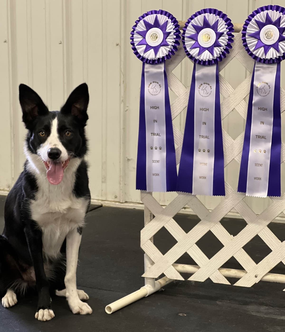 Breeder of Merit - Border Collie Puppies breeder image 5