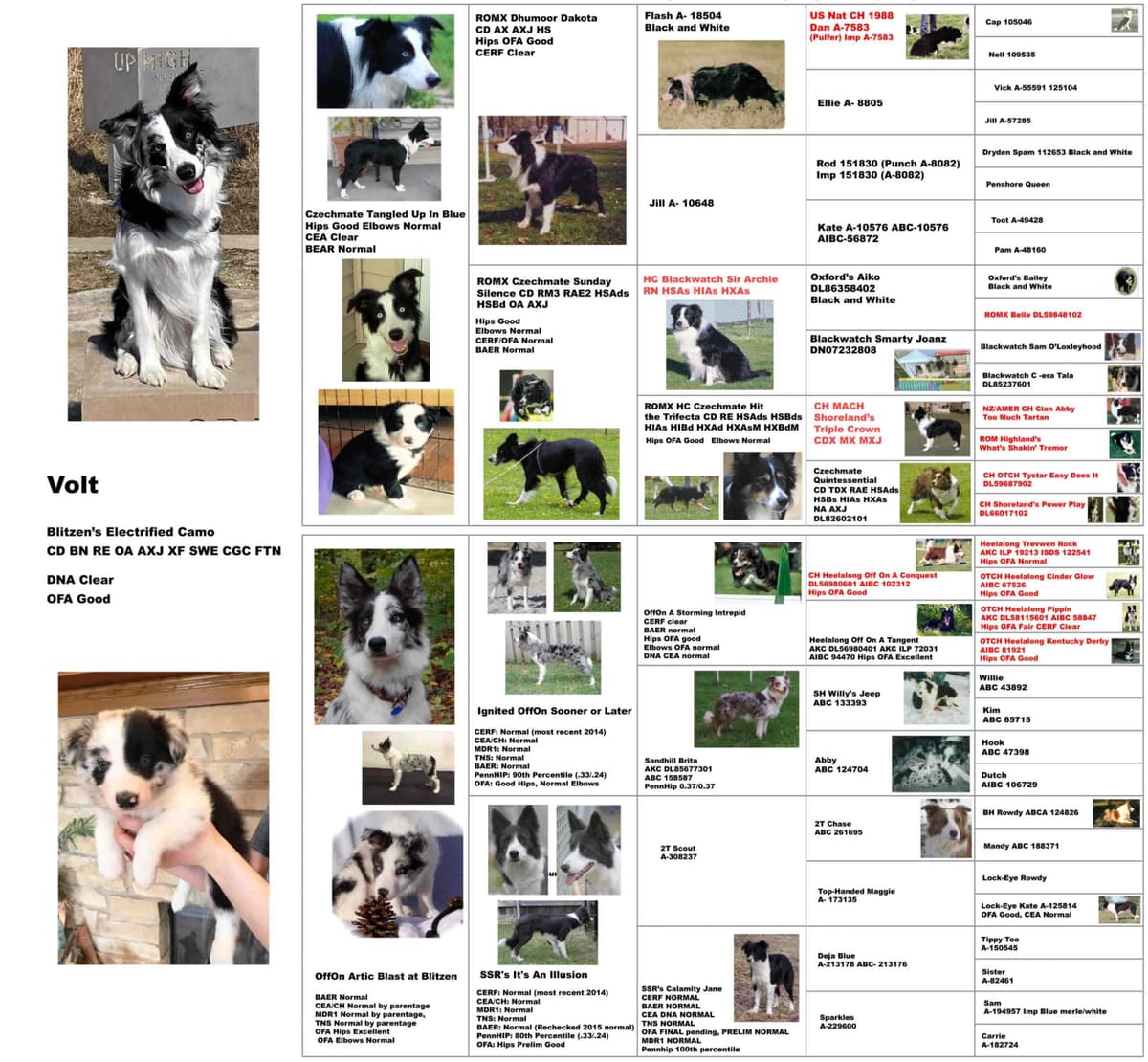 Breeder of Merit - Border Collie Puppies breeder image 7