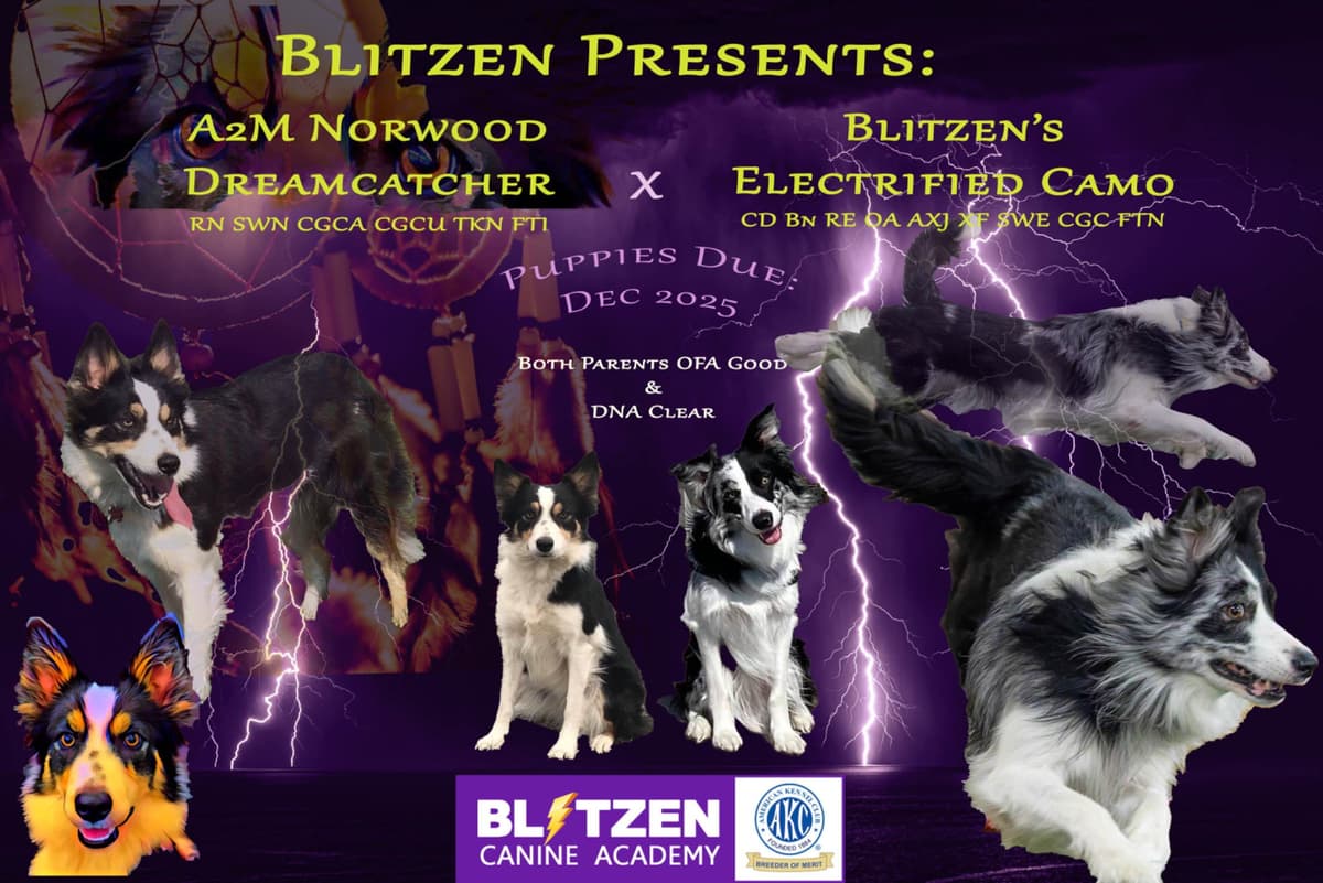 Breeder of Merit - Border Collie Puppies breeder image 10