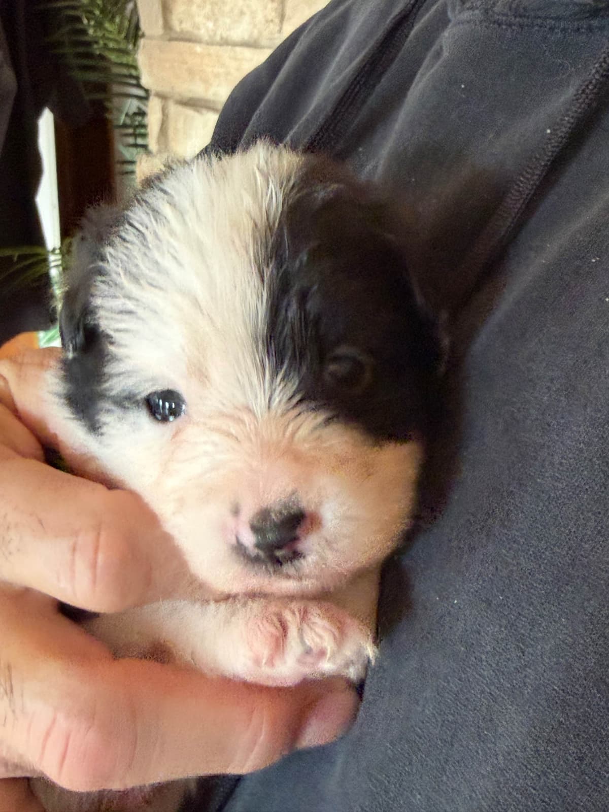 Breeder of Merit - Border Collie Puppies breeder image 11