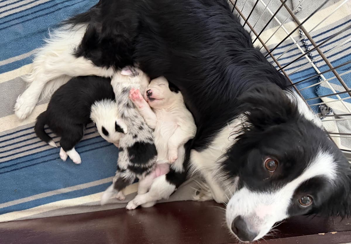 Breeder of Merit - Border Collie Puppies breeder image 13