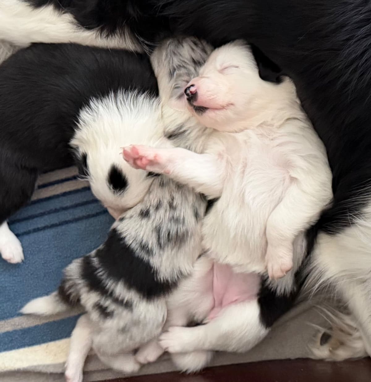 Breeder of Merit - Border Collie Puppies breeder image 14