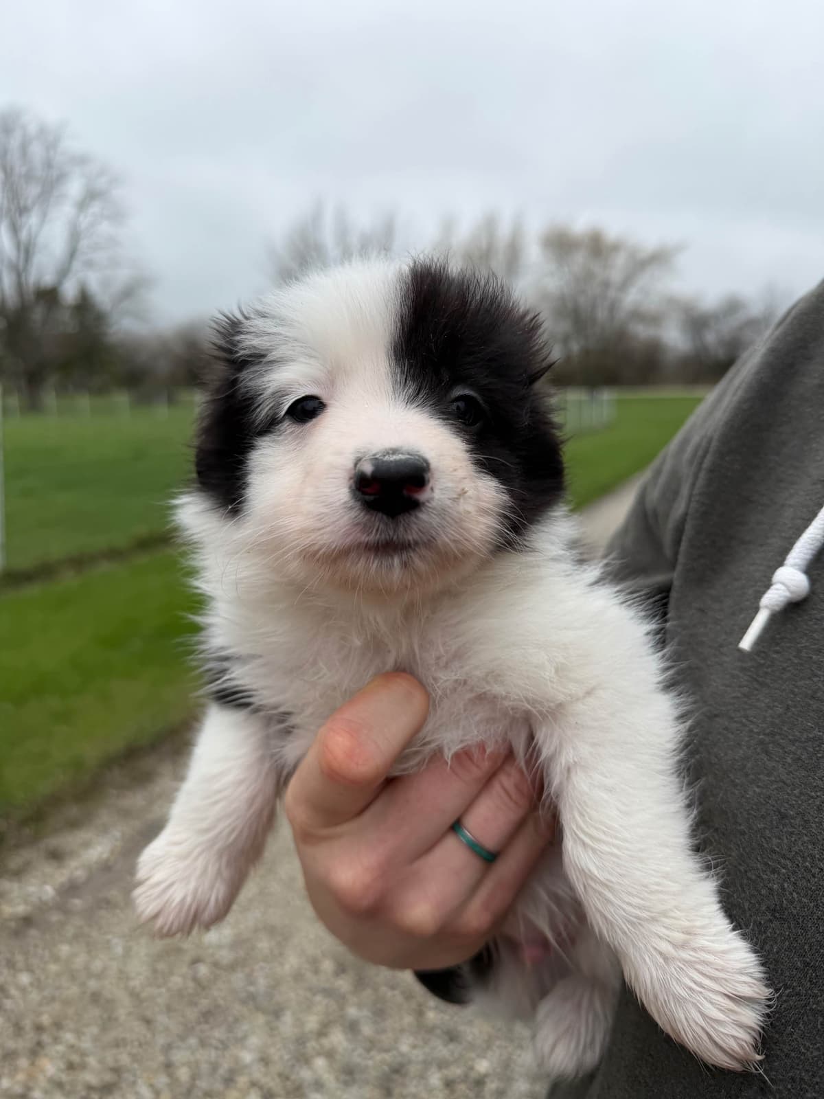 Breeder of Merit - Border Collie Puppies breeder image 15