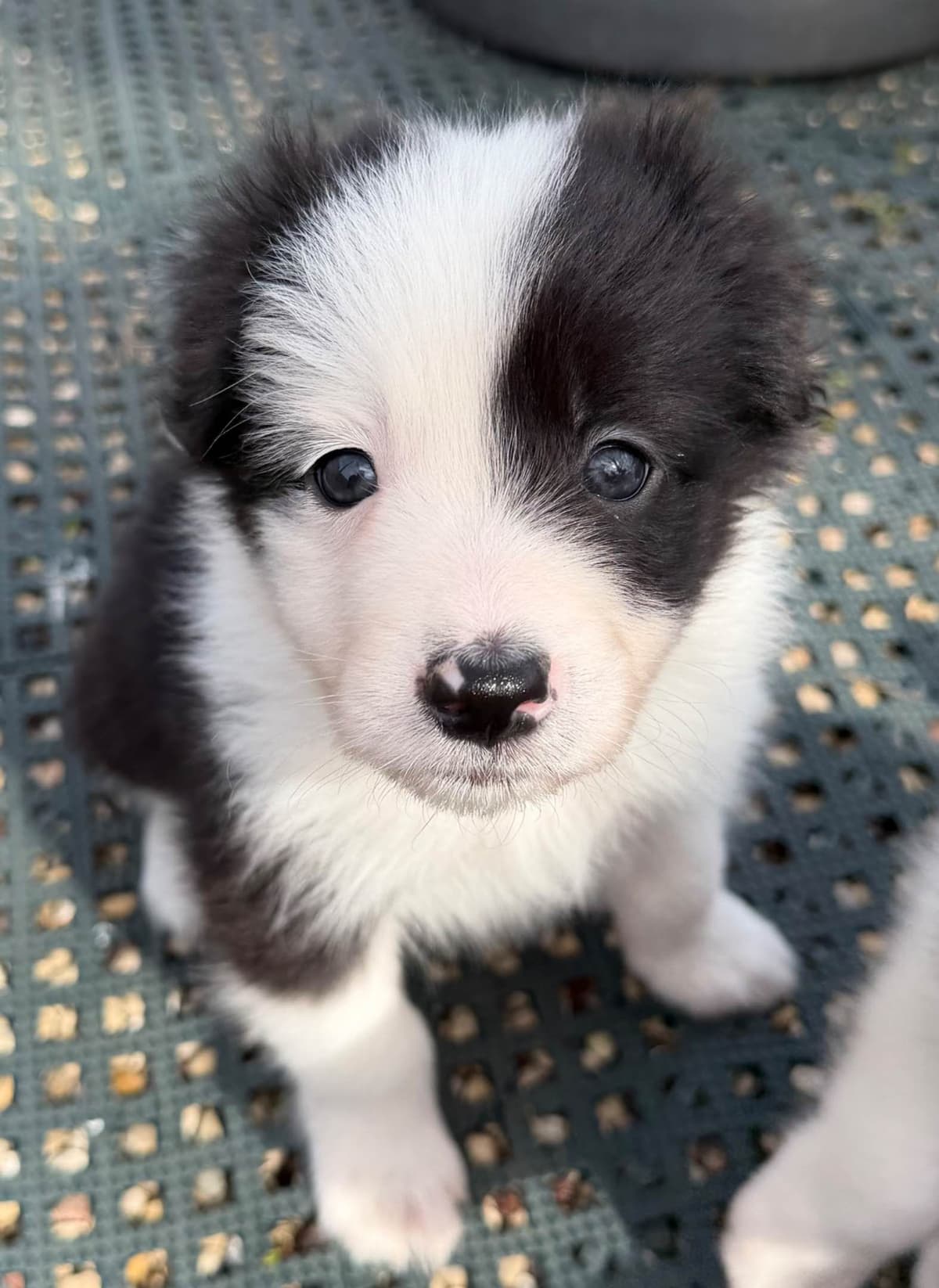 Breeder of Merit - Border Collie Puppies breeder image 16