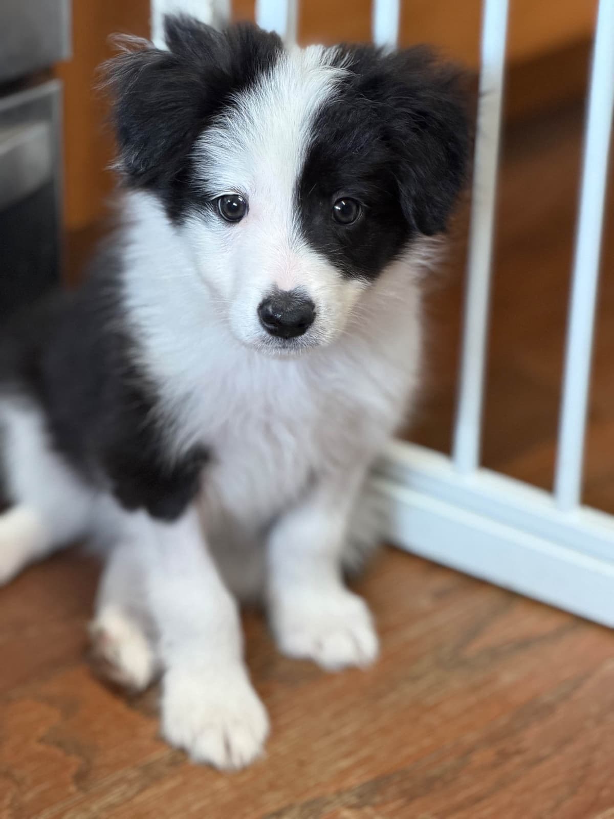 Breeder of Merit - Border Collie Puppies breeder image 18