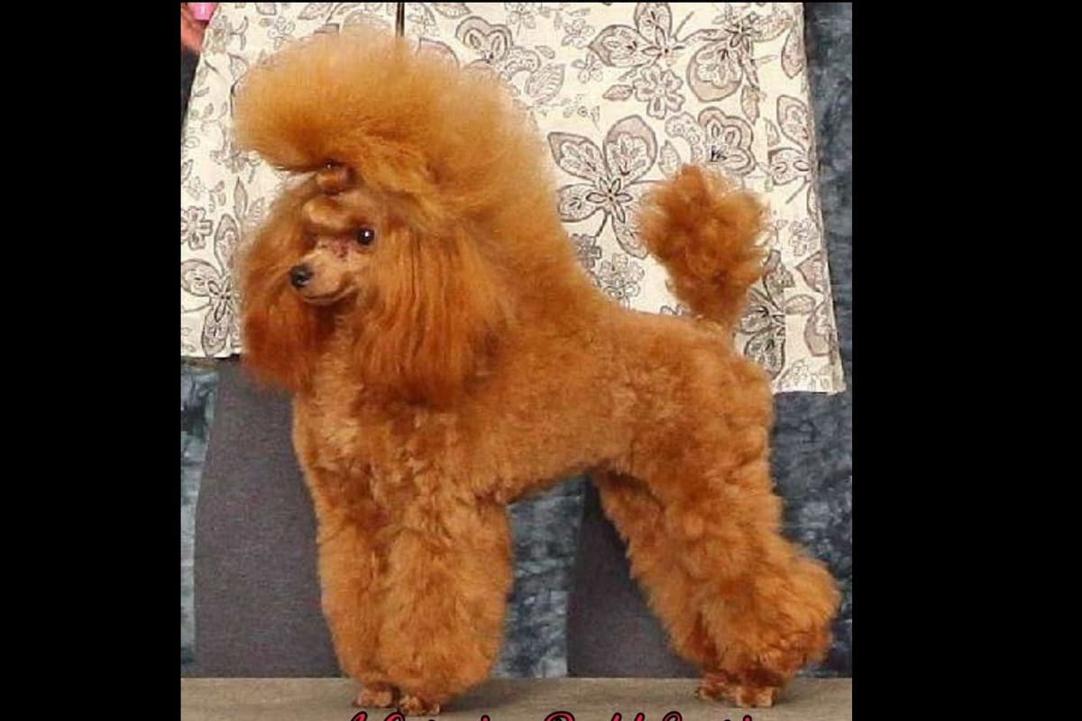 Red Toy Poodle Puppies breeder image 1